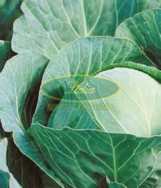 KAPUSTA BIAŁA RAMCO F1 2,5tys