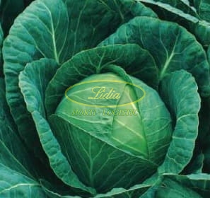 KAPUSTA BIAŁA RINDA F1 2,5tys