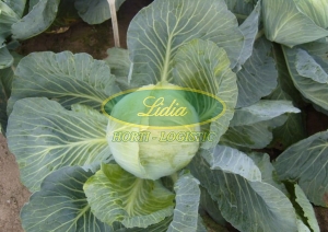 KAPUSTA BIAŁA ZENON F1 2,5tys