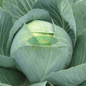 KAPUSTA BIAŁA ZOLTAN F1 2,5tys