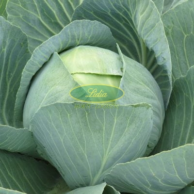 KAPUSTA BIAŁA ZOLTAN F1 2,5tys