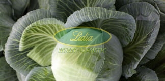 KAPUSTA BIAŁA SOCRATES F1 2,5tys