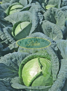 KAPUSTA BIAŁA ALMANAC F1 2,5tys