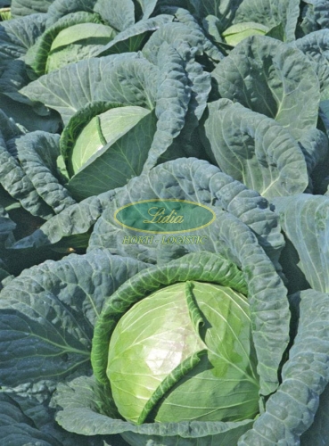 KAPUSTA BIAŁA ALMANAC F1 2,5tys