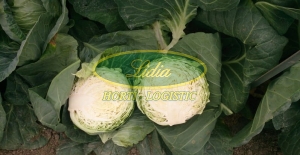 KAPUSTA BIAŁA KILAGREG F1 2,5tys