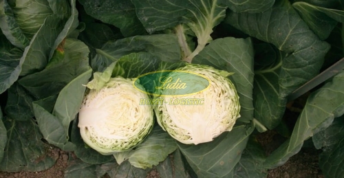KAPUSTA BIAŁA KILAGREG F1 2,5tys