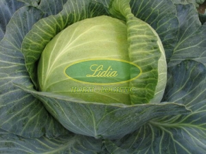 KAPUSTA BIAŁA LANDINI F1 2,5tys
