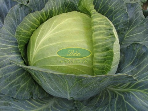 KAPUSTA BIAŁA LANDINI F1 2,5tys