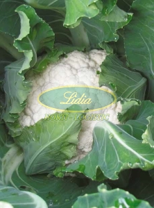 KALFIOR SOLISTAR 2,5tys