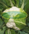KALAFIOR CLARINA F1 2,5tys#1