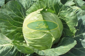 KAPUSTA BIAŁA JETMA F1 PRECYZYJNA 2,5tys