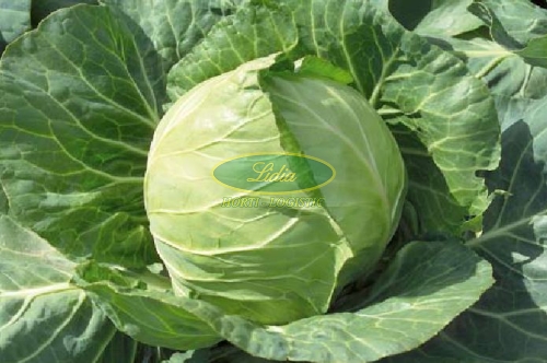 KAPUSTA BIAŁA JETMA F1 PRECYZYJNA 2,5tys