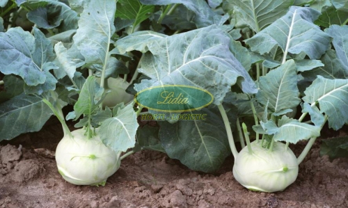 KALAREPA KORIST 2,5tys