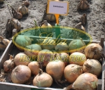 CEBULA EXHIBITION 10tys