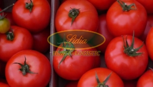 POMIDOR ZADURELLA F1 250n