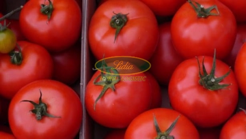 POMIDOR ZADURELLA F1 250n