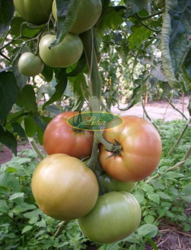 POMIDOR MALINOWY APHEN F1 250n