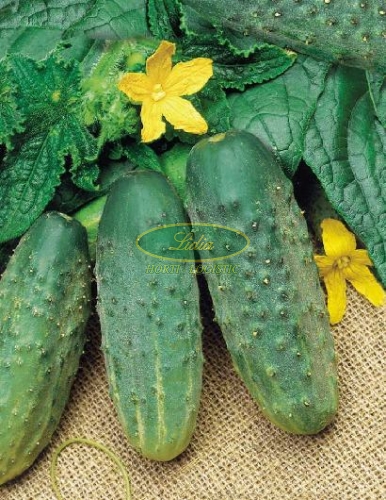 OGÓREK ŚREMSKI 250g