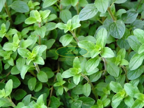 OREGANO DOST 5g