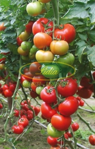 POMIDOR BARIBINE T410586 F1 500n