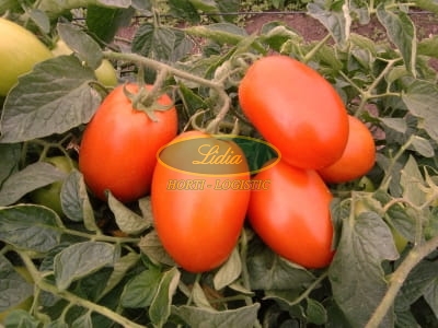 POMIDOR GALILEA F1 5tys