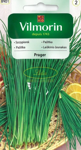 SZCZYPIOREK PRAGER 2g