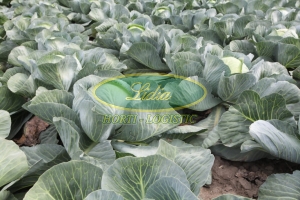 KAPUSTA BIAŁA STORIDOR 2,5tys