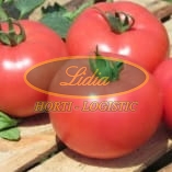 POMIDOR MALINOWY KWINTELLA F1 1tys