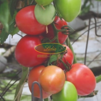 POMIDOR JANGCY F1 V440 250n
