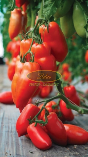 POMIDOR BELLANDINE F1 250 n