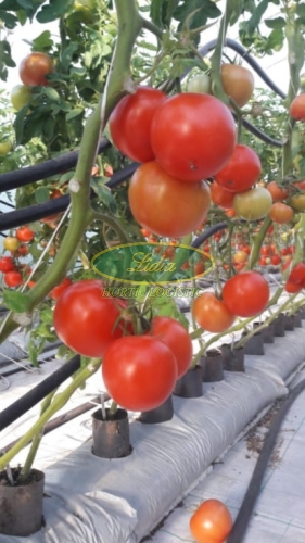 POMIDOR BELLADONA F1 1tys