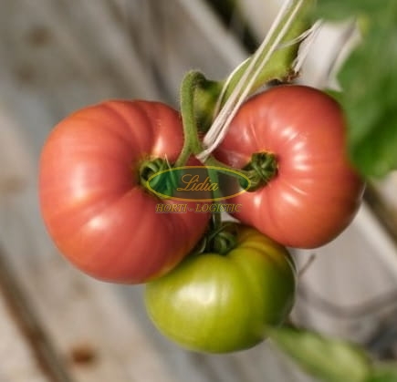 POMIDOR ESMIRA F1 100n (73-911)