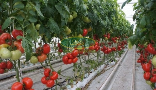 POMIDOR MALINOWY MEI SHUAI F1 250n