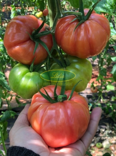 POMIDOR CASSAROSA 250n