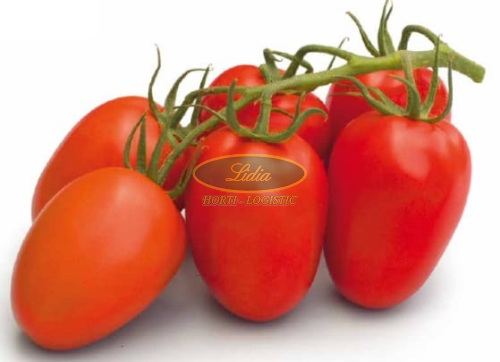 POMIDOR ROMANELLA 500n