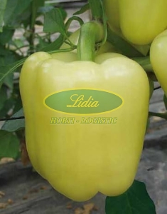 PAPRYKA BELLADONNA F1 500n