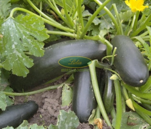 CUKINIA ZWYCZAJNA CORA 2g