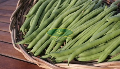 FASOLA SZPARAGOWA ZIELONA FERRARI 30g