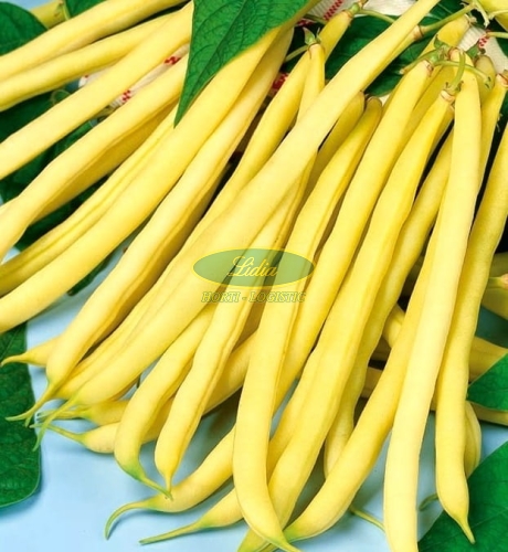 FASOLA SZPARAGOWA ŻÓŁTA SONESTA 30g