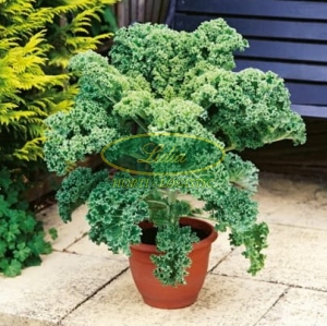 JARMUŻ NISKI KAPRAL 2g