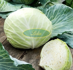 KAPUSTA BIAŁA KAMIENNA GŁOWA 2g