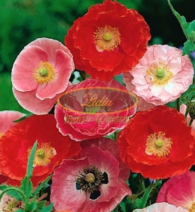 MAK POLNY MOTHER PEARL MIX 0,1 g