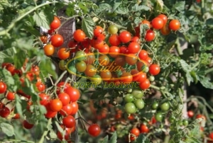 POMIDOR KOKTAILOWY CERISE 1g