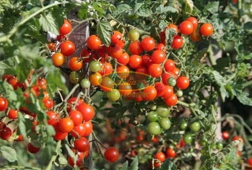 POMIDOR KOKTAILOWY CERISE 1g
