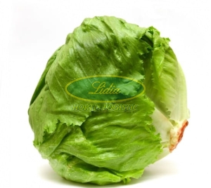 SAŁATA KRUCHA GREAT LAKES 1g