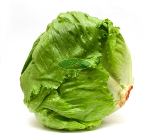 SAŁATA KRUCHA GREAT LAKES 1g