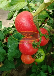 POMIDOR GUSTO PINK 250 n