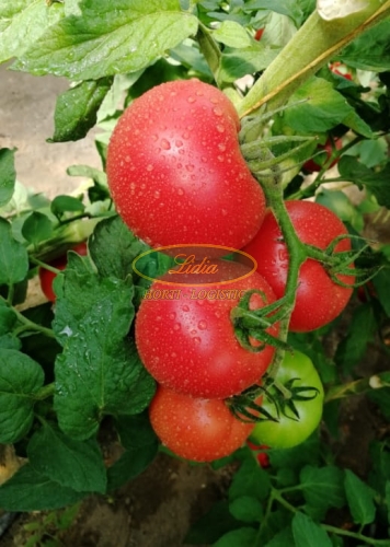 POMIDOR GUSTO PINK 250 n