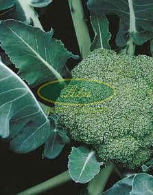 BROKUŁ MONTOP F1 2,5tys