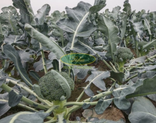 BROKUŁ BESTY 2,5 TYS